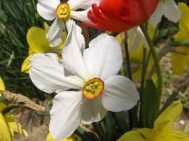 White spring flower Wallpaper