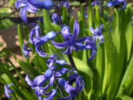 Blue spring flowers Wallpaper