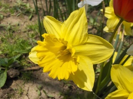 Yellow spring flower Wallpaper