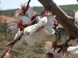 Tree flower Wallpaper