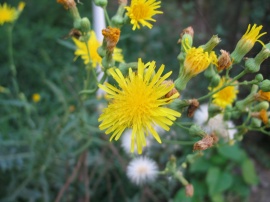 Yellow flower #1 Wallpaper