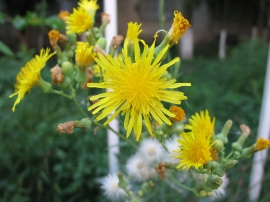 Yellow flower #2 Обои