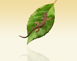 Lizard and leaf Обои