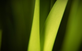 Green leafs Wallpaper