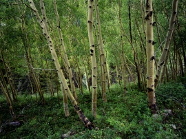 Birch forest Обои