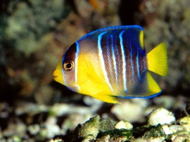 Blue Angelfish Обои