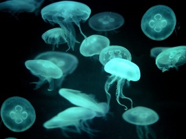 Drifters jellyfish Обои