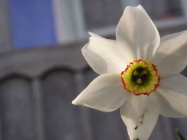 White flower #3 Обои