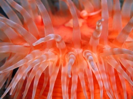 Anemone tentacles Wallpaper
