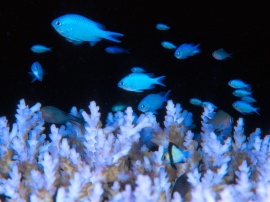 Blue damselfish Обои