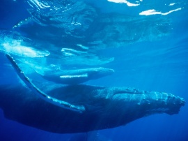 Humpback whale 3 Wallpaper