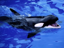 Feed Mel killer whale Обои