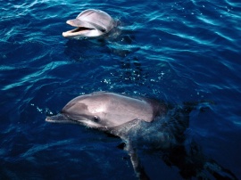Frolicking dolphins Обои