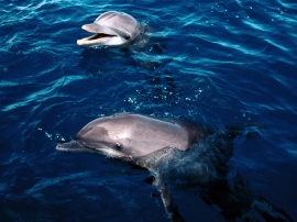 Frolicking dolphins Wallpaper