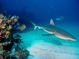 Grey reef sharks Обои