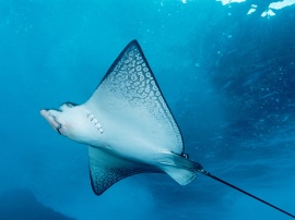 Spotted eagle ray Обои