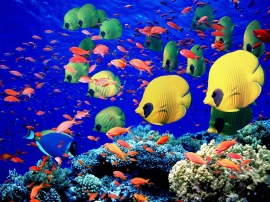 Life below red sea Wallpaper