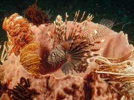 Lionfish lurking Обои