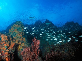 Los roques reef Wallpaper