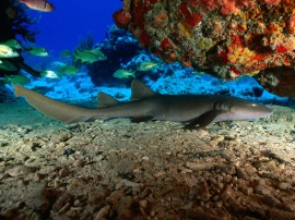 Nurse Shark Обои