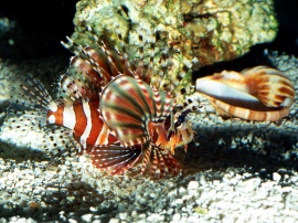 On patrol lionfish Wallpaper