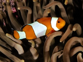 Percula clownfish Wallpaper