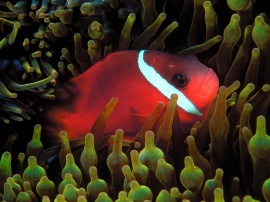 Red Anemonefish Wallpaper