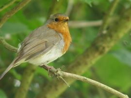 A robin on the lookout Обои