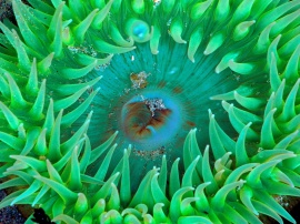 Sea anemone Wallpaper