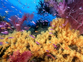 Yellow corals Обои