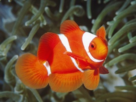 Spine Anemonefish Обои