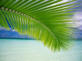 Tropical Vista Wallpaper