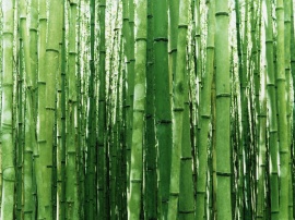 Vista bambus Wallpaper