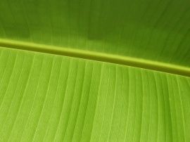 Vista green leaf Wallpaper