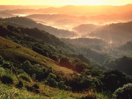 El Yunque Rainforest Wallpaper