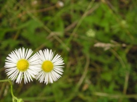 Two Flowers Обои