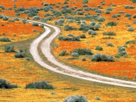 Antelope Valley Wallpaper