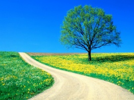 Spring road Wallpaper