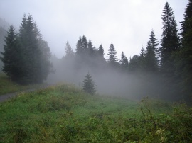 Forest fog Обои