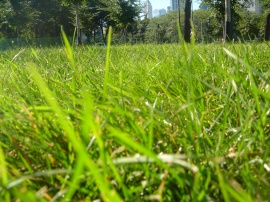 Grass in park Wallpaper