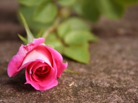 Pink rose Wallpaper