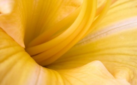 Yellow flower Обои