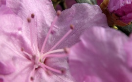 Pink flower Обои