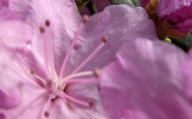 Pink flower Wallpaper