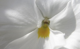 White flower Обои