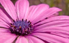 Pink flower Wallpaper