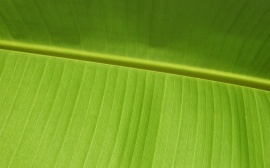 Green leaf Wallpaper