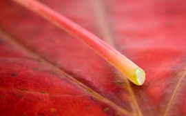 Red leaf Wallpaper