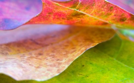 Nice leaf Wallpaper