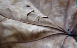 Dry leaf Обои